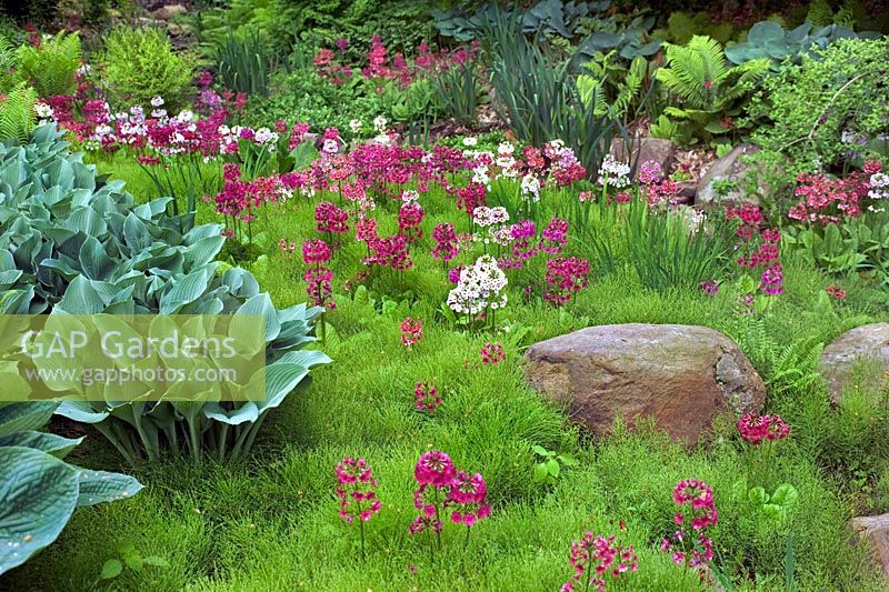 Jardin de tourbière au printemps planté de chandelles Primula Equisetum Hosta fougères Chanticleer Garden Pennsylvania USA