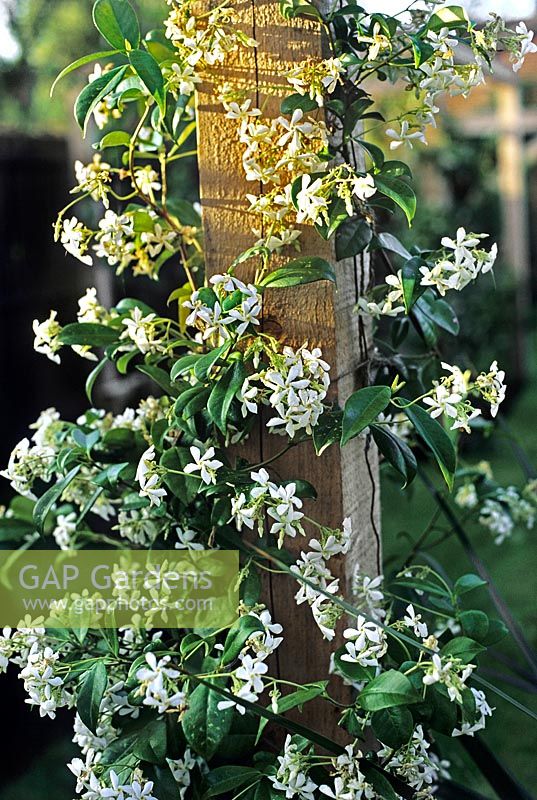 Trachelospermum jasminoides Star Jasmine grandissant pergola en bois