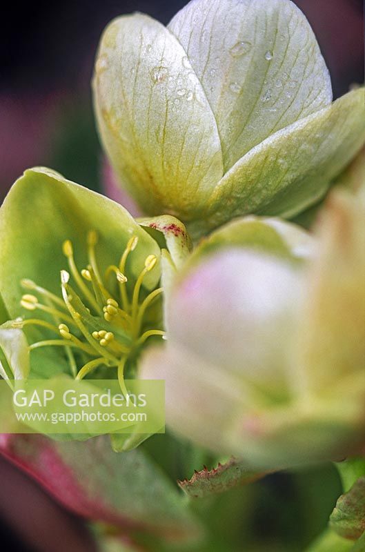 Helleborus argutifolius hellébore corse Close up de fleurs vert crème