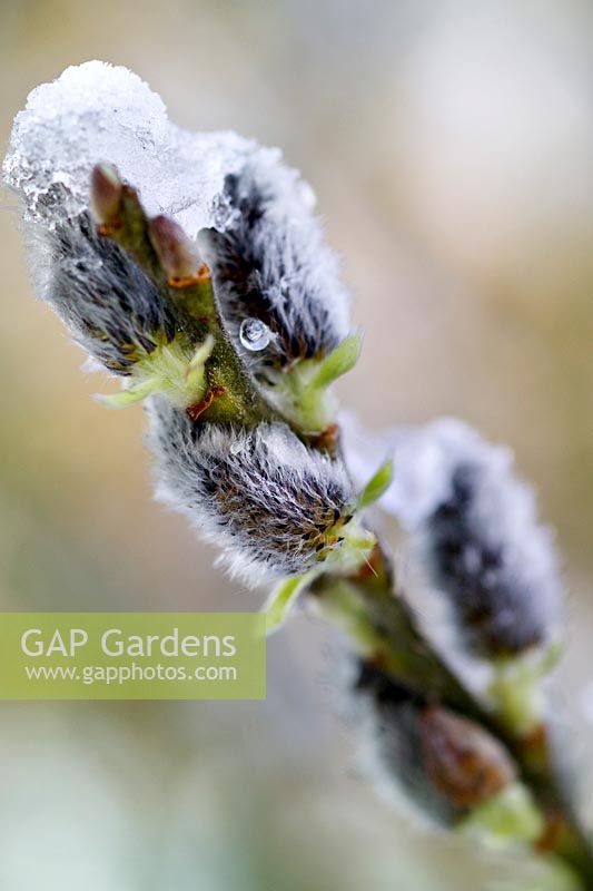 Chatons Salix aegyptiaca (saule musqué) recouverts de neige. RBG Kew en hiver