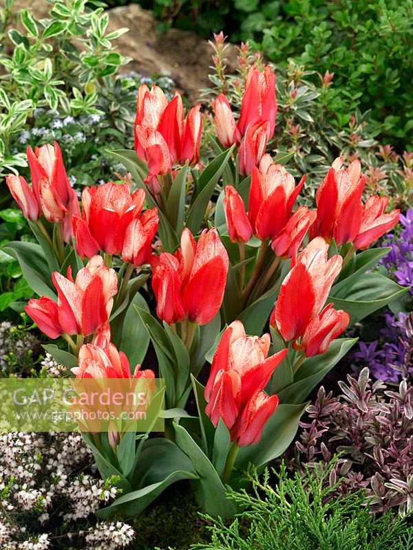 Tulipa Lily Flowered Experience
