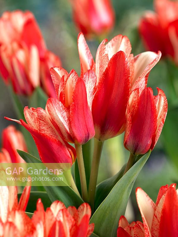 Tulipa Lily Flowered Experience