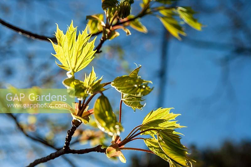 Érable de Norvège (Acer platanoides) fleurs et feuillage au début du printemps