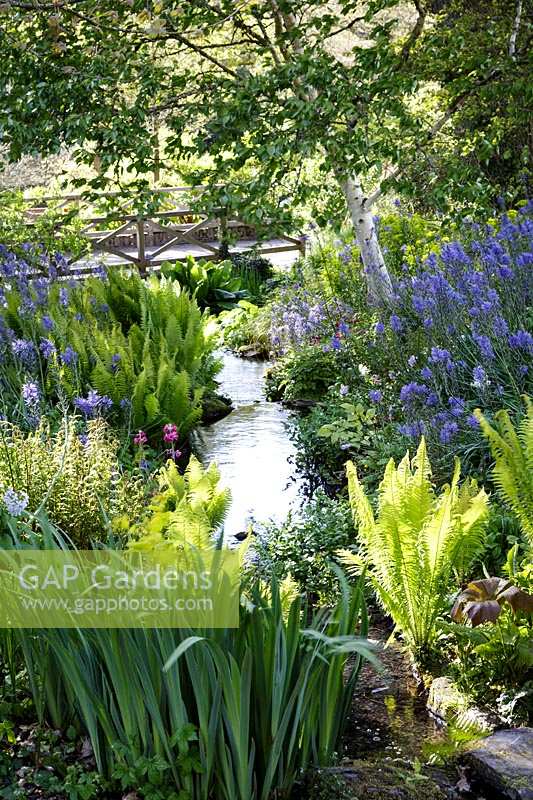 Jardins de Rosemoor, RHS, Devon, au début de l'été par le ruisseau, avec des dérives de Camassia leichtlinii subsp. suksdorfii Caerulea Group et fougères volant