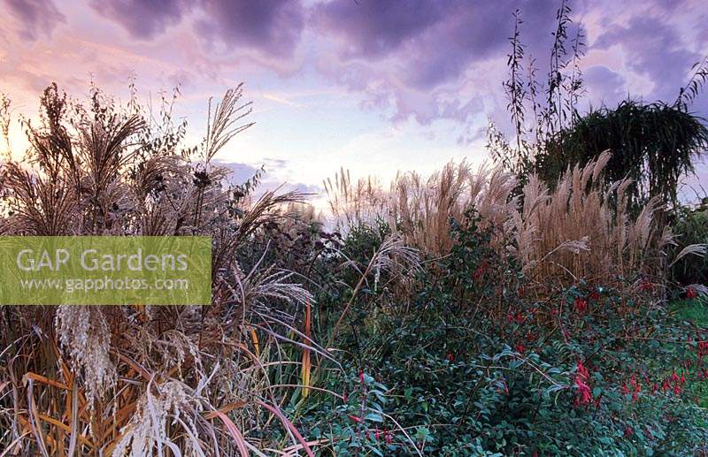 Marchants Sussex Graminées ornementales têtes de graines et vivaces dans l'herbe d'automne
