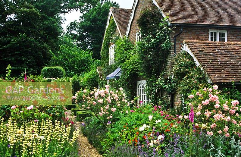 Frith Lodge Sussex Path à travers la roseraie à l'avant de la maison Rosa Felicia et Frensham Sisyrinchium striatum Lavender summer Ju