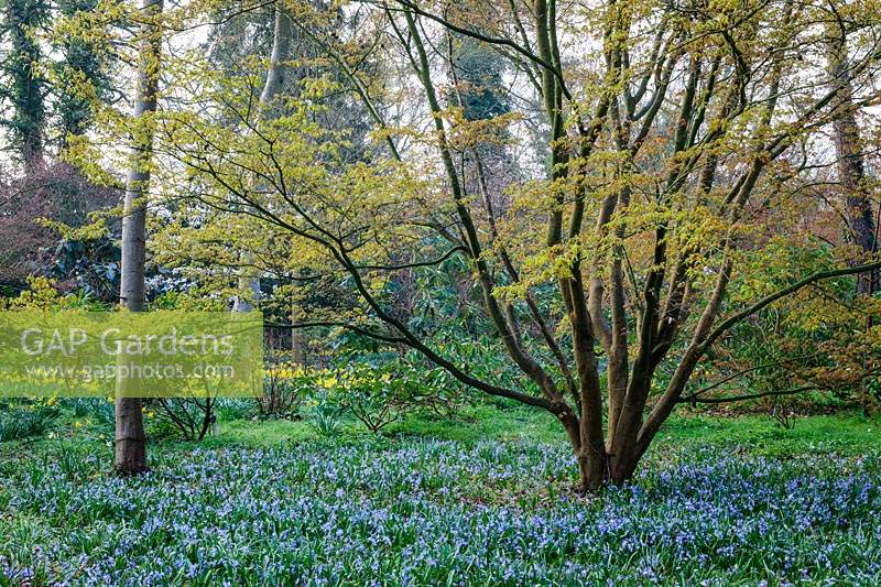 Arbre sous-planté de fleurs de scillas, l'Arboretum, Highgrove, mars 2019.