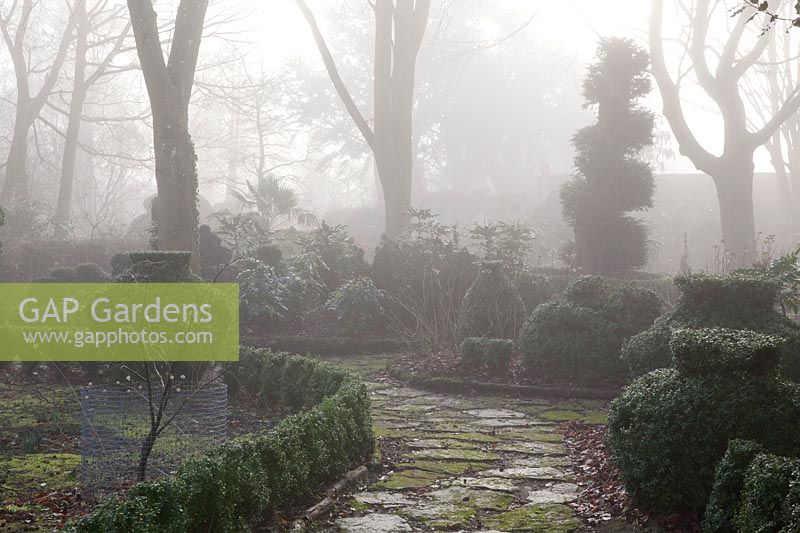 Buxus - Coffret topiaire dans un jardin brumeux. Le Winterbourne Garden, Highgrove, février 2019.