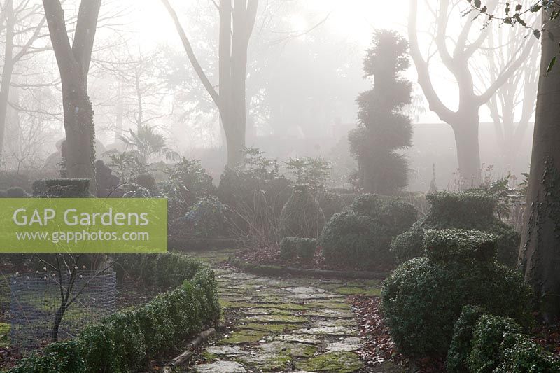 Buxus - Coffret topiaire dans un jardin brumeux. Le Winterbourne Garden, Highgrove, février 2019.