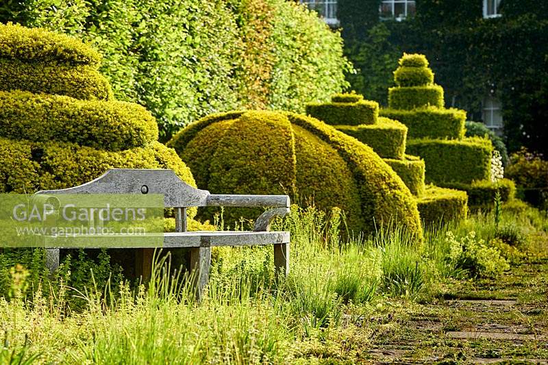 The Thyme Walk with Golden Yew Topiary, Highgrove, juin 2019.