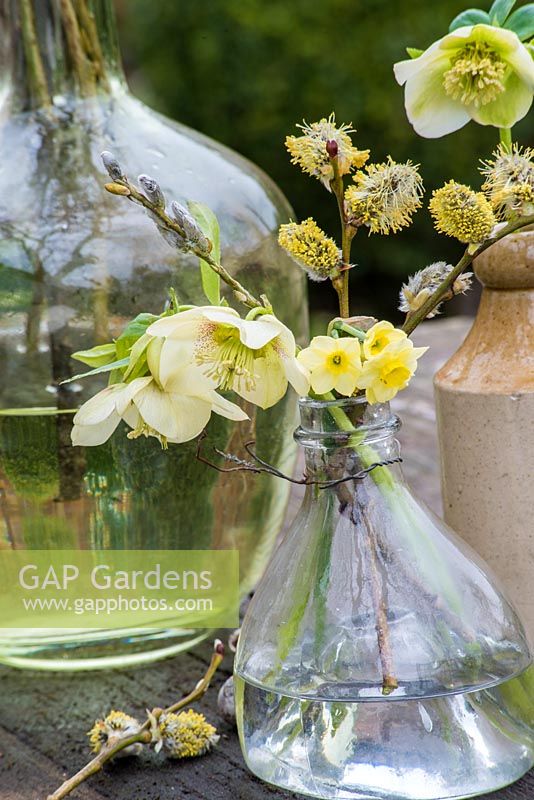 Helleborus et Narcisse 'Minnow' fleurs exposées dans une vieille bouteille en verre.