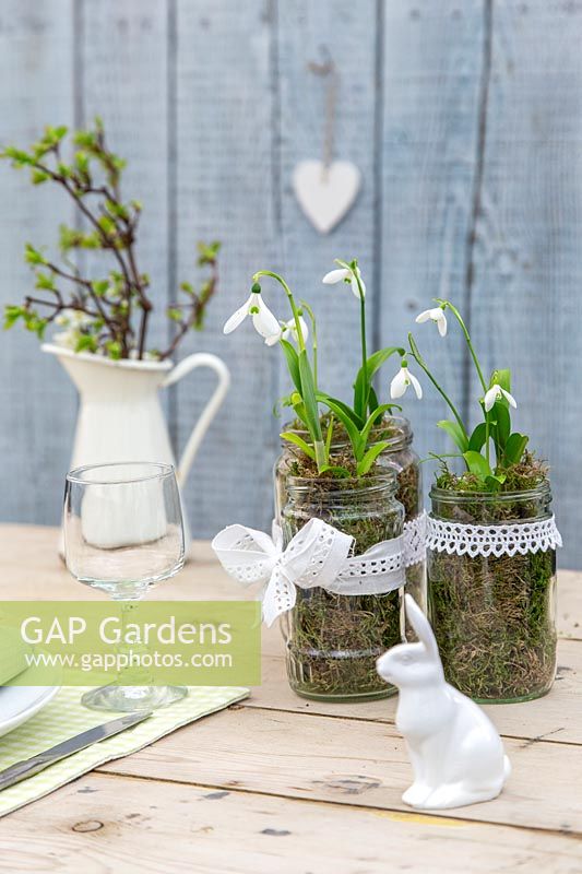 Perce-neige - Galanthus woronowii planté dans des pots de confiture décorés de ruban de dentelle et de lapin en céramique