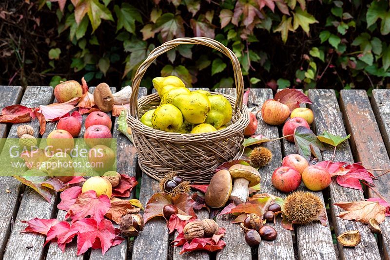 Exposition automnale de fruits récoltés, feuilles, noix et champignons.