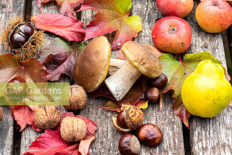 Affichage d'automne de noix, champignons, pommes et feuilles tombées sur une surface en bois.