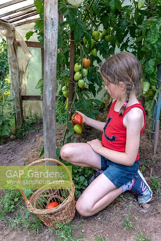 Petite fille récolte des tomates.
