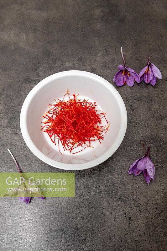 Crocus sativus - Safran, épice pour cuisiner.