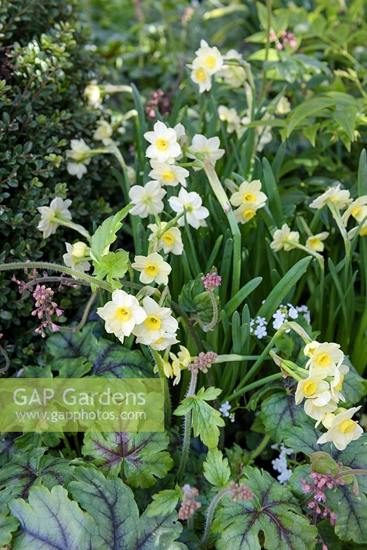 Narcisse 'Minnow' et Heucherella 'Tapestry' - 'The Landform Spring' Garden - Ascot Spring Garden Show, 2018.