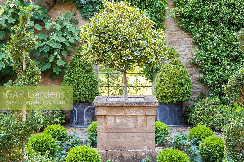 Pièce maîtresse d'Ilex standard - Holly - dans un pot en pierre central, entouré de spécimens topiaires dans un jardin clos. Mill House, Netherbury, Dorset, Royaume-Uni.