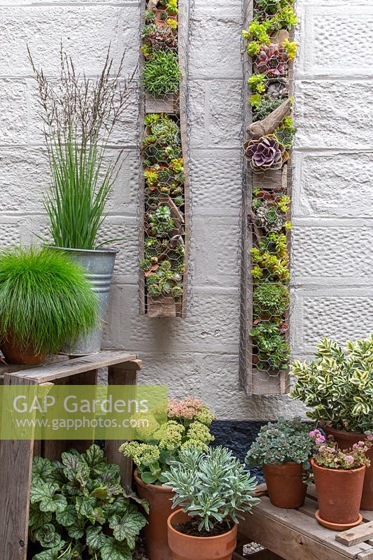 Jardinières à palettes avec plantes succulentes sur le mur