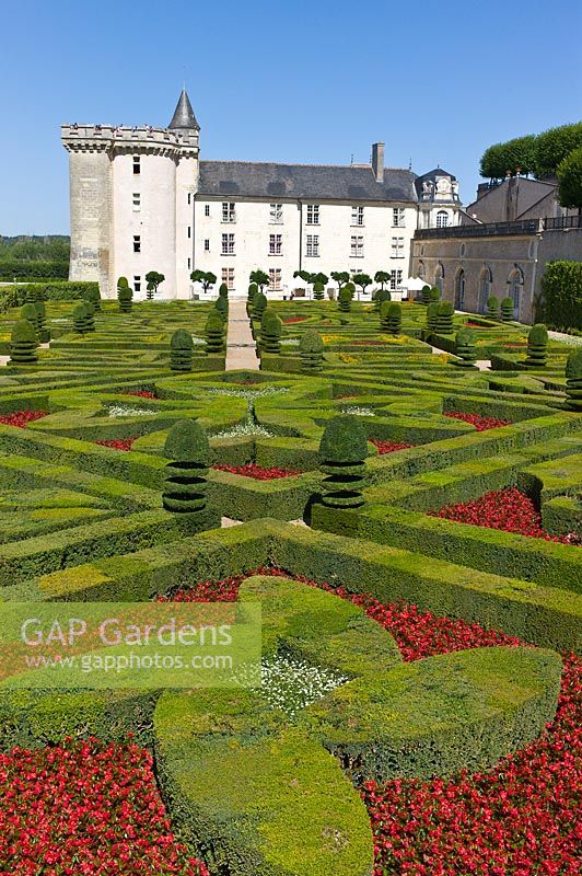 Coupé Buxus sempervirens dans le jardin d'ornement au château de Villandry, vallée de la Loire, France