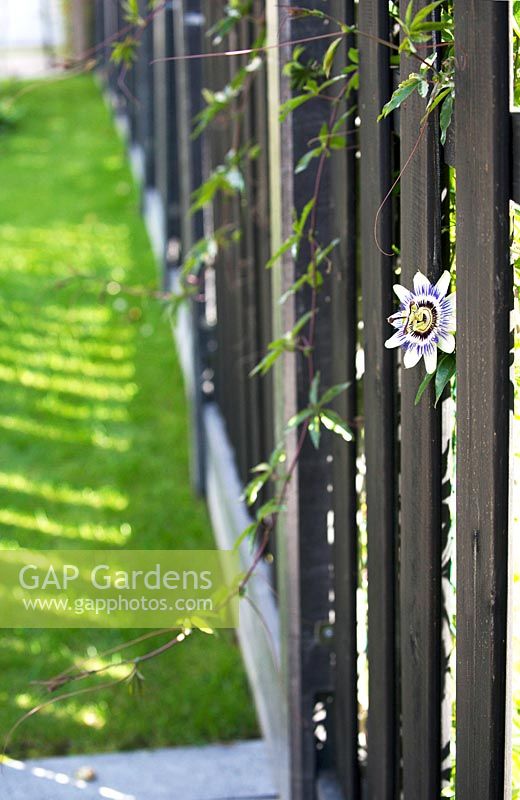 Voir le long de la clôture en bois noir avec Passiflora - Fleur de la passion - piquer à travers l'écart dans la clôture