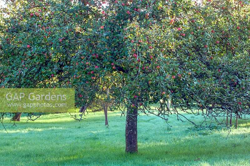 David Luscombes Orchard, Newton Abbot, Devon, Royaume-Uni.