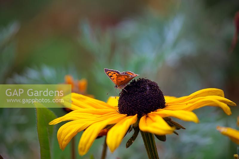 Lycaena phlaeas - Petit papillon cuivré - reposant sur Rudbeckia hirta 'Indian Summer'