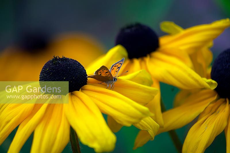 Lycaena phlaeas - Petit papillon cuivré - reposant sur Rudbeckia hirta 'Indian Summer '