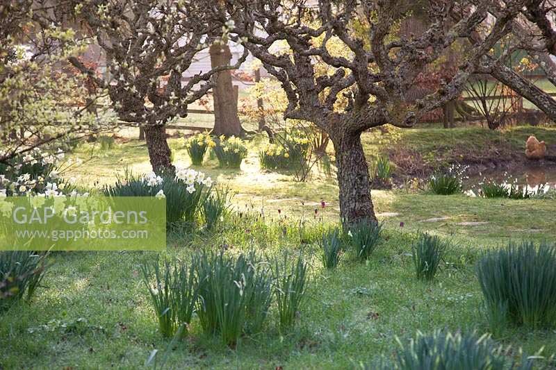 Verger avec Narcisse mixte, Fritillaria meleagris et étang. King Johns Lodge, Sussex, Royaume-Uni.