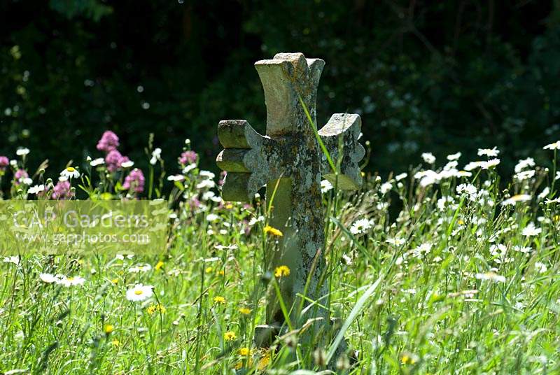 Fleurs sauvages dans un cimetière de campagne avec pierre tombale recouverte de lichen.