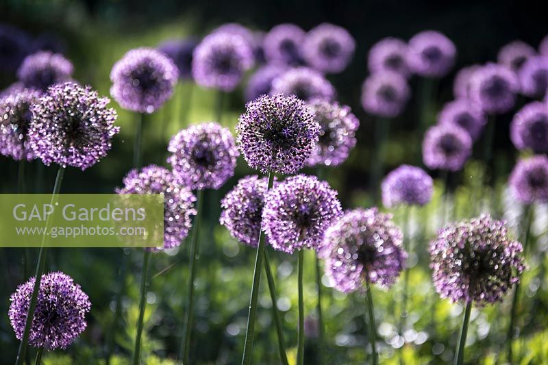 Allium hollandicum 'Purple Sensation' - Ail hollandais 'Purple Sensation'