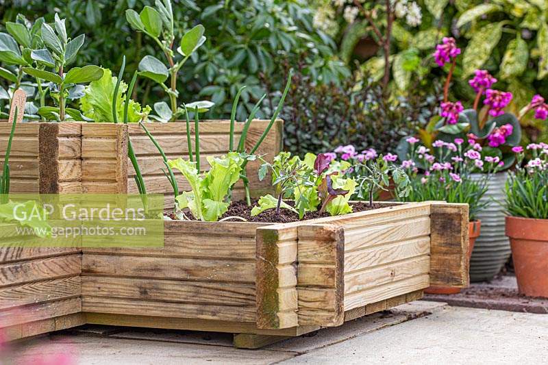 Parterre de coin en bois surélevé fini planté de légumes tels que fèves, tomates et salades