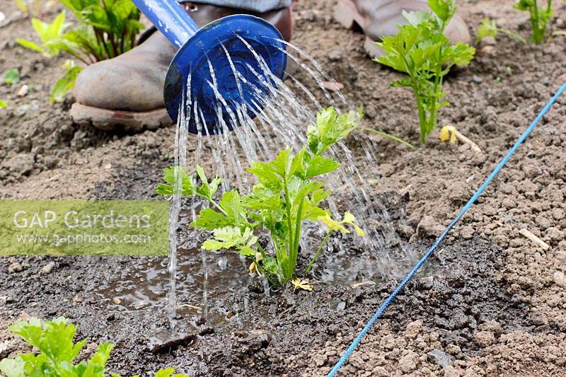 Jardinier arrosant chez les jeunes Apium graveolens var. rapaceum - Celeriac 'Monarch' dans un trou dans le sol.