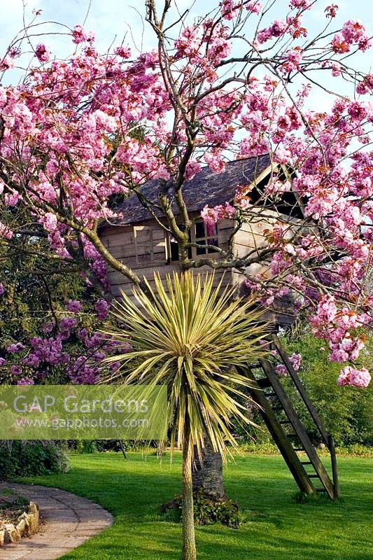 Cabane dans un arbre Prunus 'Pink Perfection' - Cerisier japonais en fleur.
