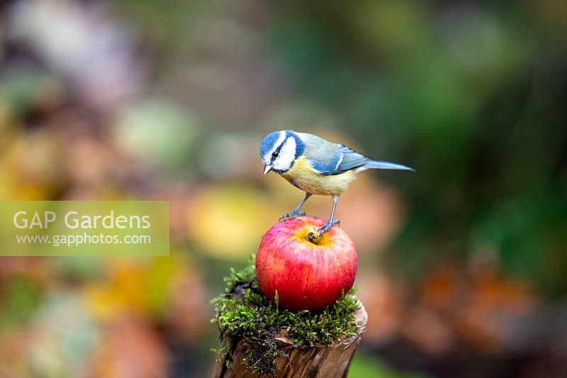 Cyanistes caeruleus - Mésange bleue sur une pomme dans un jardin
