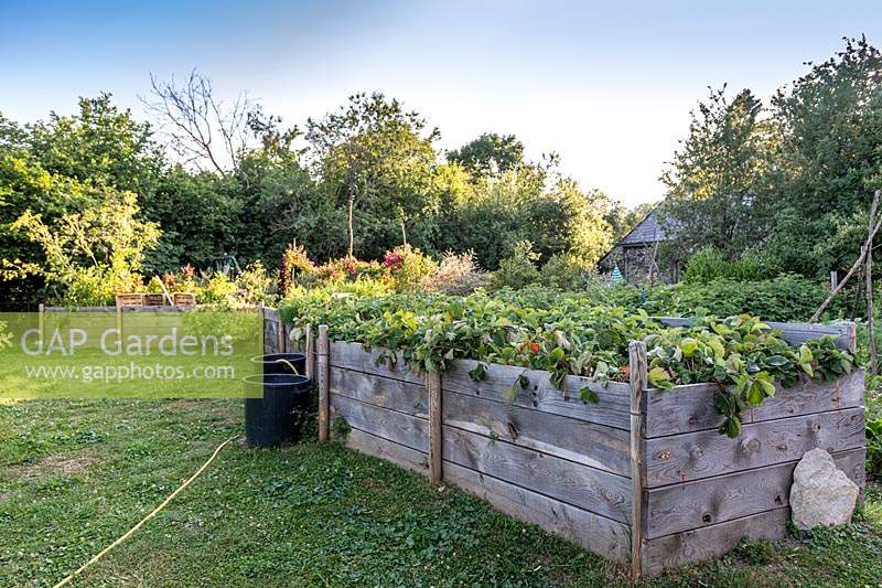 Fraises plantées dans des caisses à légumes surélevées en été, Lot, France.