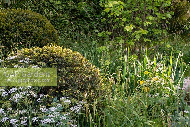 Boules de Taxus baccata au milieu des fleurs sauvages - The Savills and David Harber Garden, RHS Chelsea Flower Show 2019.
