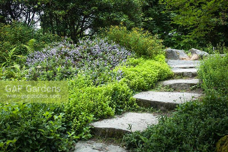 Marches en pierre à travers le couvre-sol d'Origanum vulgare 'Aureum' et Hebe 'Blue Mist' au Jardin Botanique de Bellevue