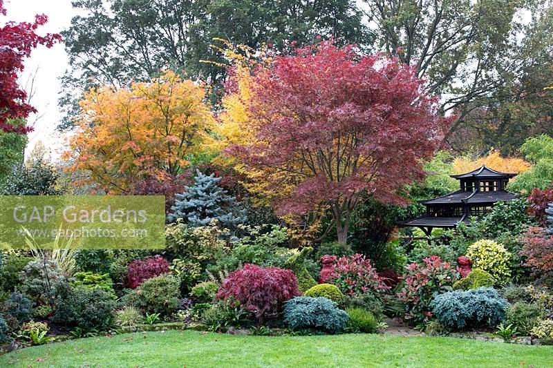 Les couleurs automnales des acers mélangés, des conifères, des photinias et des azalées entourent la maison de thé de style japonais noir au jardin Four Seasons, Walsall, West Midlands.