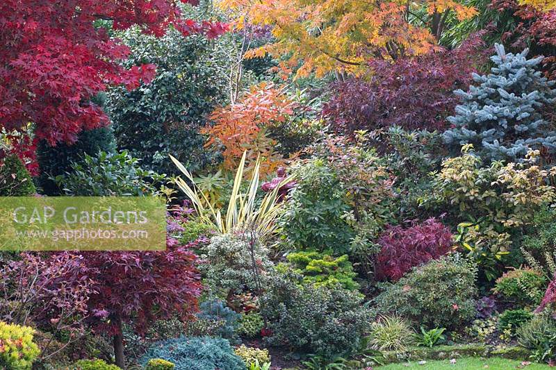 Couleurs automnales d'acres mélangés, de conifères, de photinias, de phormium et d'azalées au jardin Four Seasons, Walsall, West Midlands.