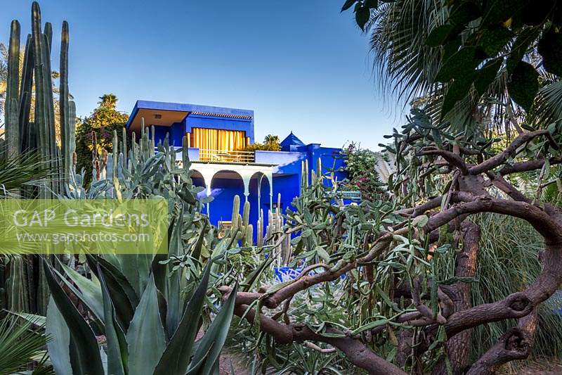Le Jardin Majorelle, Jardin Majorelle, Marrakech. Au soleil du petit matin, avec son bâtiment emblématique bleu et jaune, entouré d'une forêt de cactus et de plantes succulentes. Le jardin a été à l'origine créé par Jacques Majorelle dans les années 1930 et célèbre rénové et replanté par Yves St Laurent dans les années 1980.