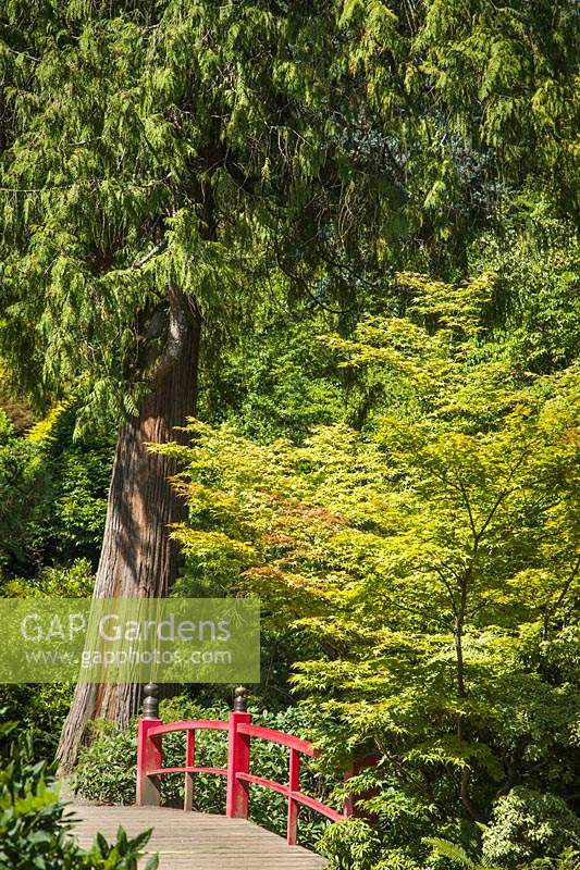 Thuja plicata - Western Red Cedar et Acer palmatum - Érable japonais près d'un pont en bois dans un jardin de style japonais