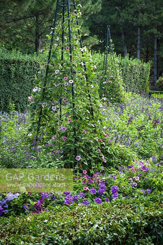 Thunbergia alata 'Arizona Pink Beauty' a formé un support végétal avec Salvia farinacea 'Fairy Queen ' et Salvia' Amistad 'dans des lits