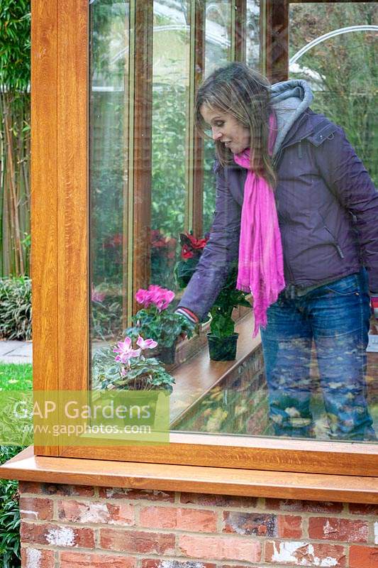 Placer une plante d'intérieur, Cyclamen, sur un rebord de fenêtre dans une véranda
