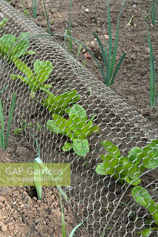Plantes de laitue sous une petite grille métallique pour protéger contre les lapins