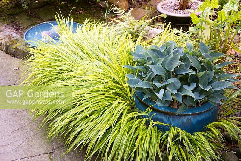 Hosta 'Halcyon' dans un pot émaillé bleu avec Hakonechloa macra 'Aureola' dans le jardin de printemps