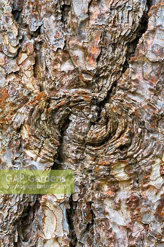 Pinus nigra subsp. laricio - Pin de Corse