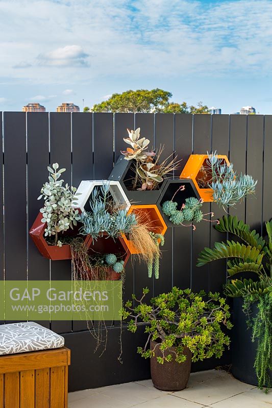 Pots hexagonaux muraux en métal peint, plantés d'une variété de plantes succulentes et d'herbes, avec un pot de finition rouille planté avec Crassula ovata Golem.