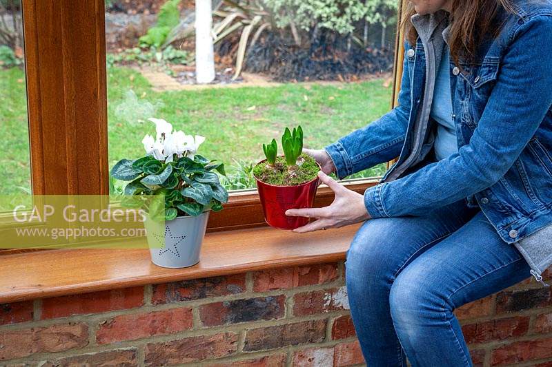 Apporter un pot de jacinthe dans une véranda pour Noël. Le placer sur un rebord de fenêtre