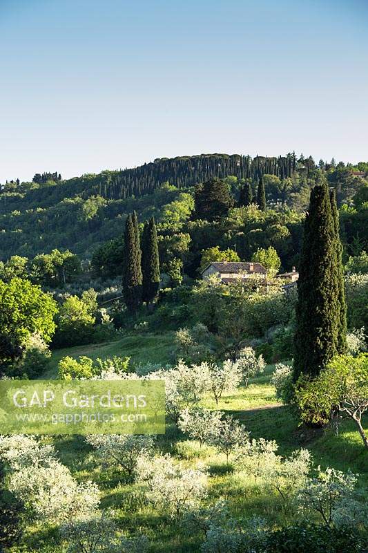 Paysages typiques de l'Ombrie avec Olea europaea - Olive - arbres - et Cupressus sempervirens - Cyprès - arbres